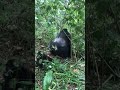 Gorilla Matting Gorilla Matting