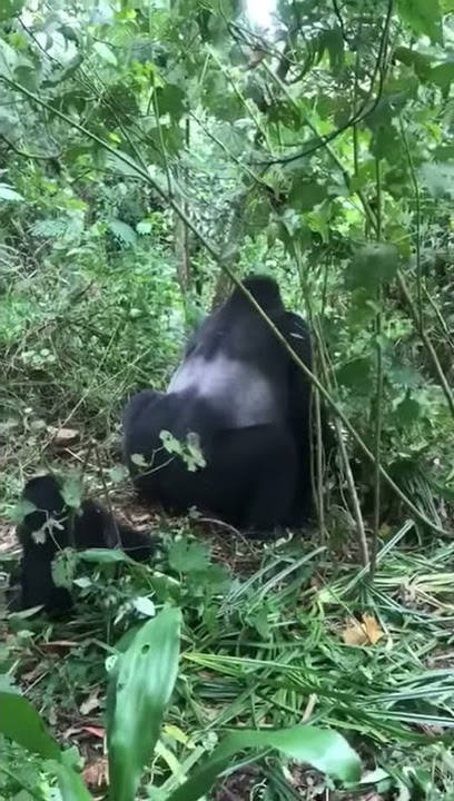 Gorilla matting