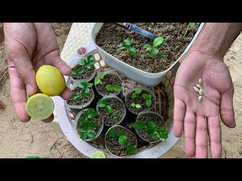 فيديو: نعناع الليمون: كيف نزرعه؟