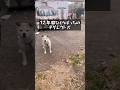 ネグレクト犬の結末とは…