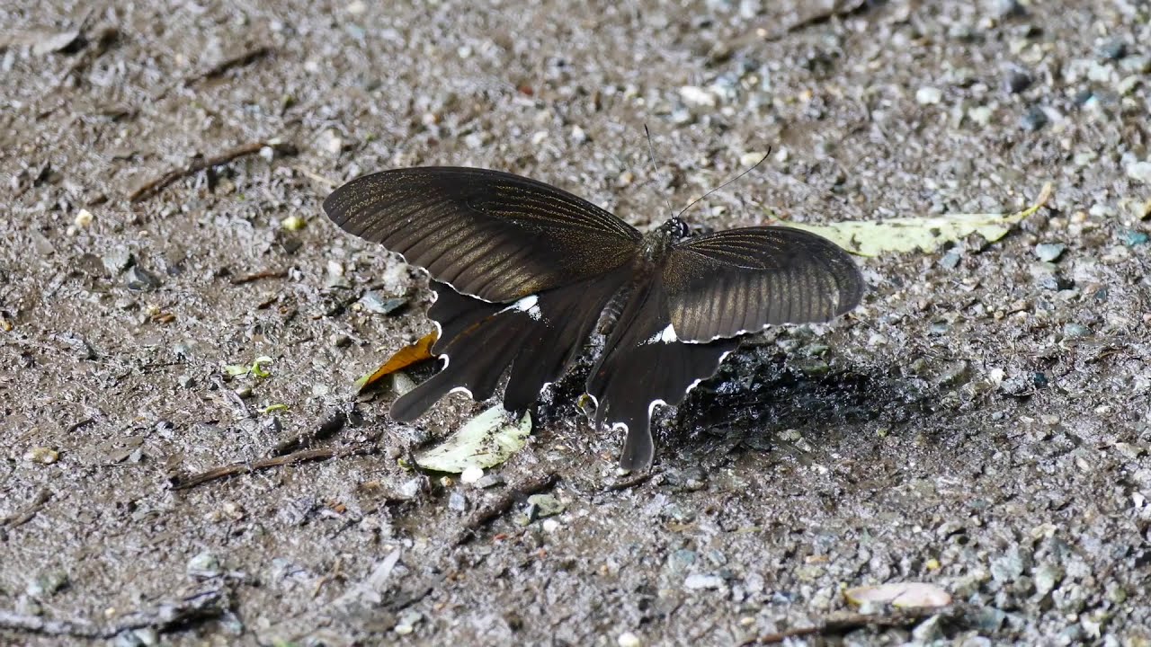 七夕は 梅雨空でも 色々なシベを楽しんでみました Attsu1の自由気ままに My Life