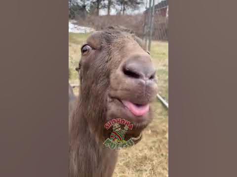 kulguli - YouTube
