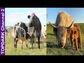 10 Razas de Vacas mas Increíbles