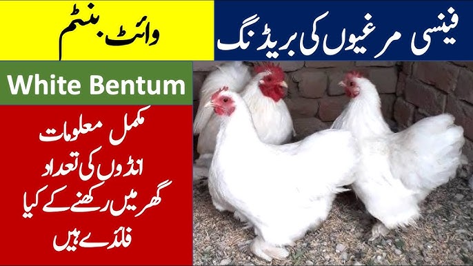 Golden Buff Chicks - Heavy White Bentum Chicks Available