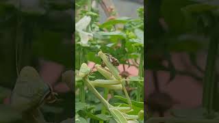 Mantis eating up close #research #science #bug #bugs #education #fun #nature #garden #butterfly #hot