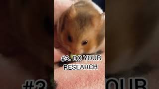 3 Things to know before getting a hamster!
