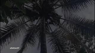 SUASANA PERKEBUNAN DI DESA