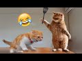 Funniest animals 2022  funniest cats and dogs  aww pets