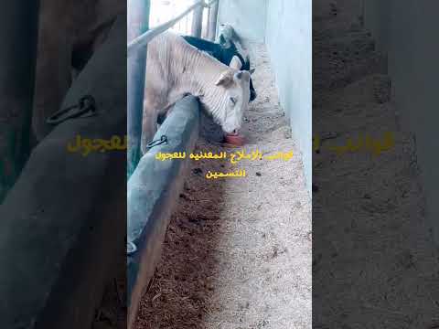 وضع قوالب الأملاح المعدنيه امام العجول التسمين