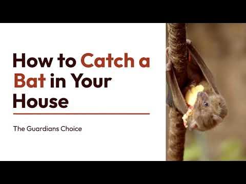 3 Ways to Catch a Bat in Your House, How to Catch a Bat in Your House