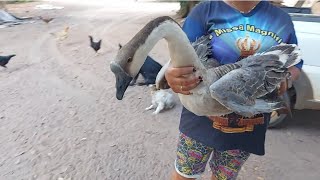 Ganso Sinaleiro Compramos um macho veja o que aconteceu na chegada dele🦆🦢