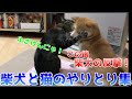 当人達は大真面目！でも見てると笑っちゃう！そんな柴犬ハナと猫クロを集めました！ -- Shiba and cat.--