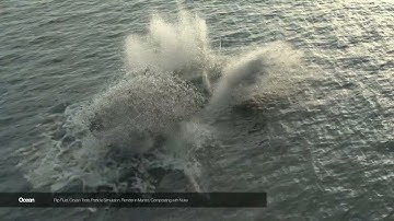 houdini whale breaching