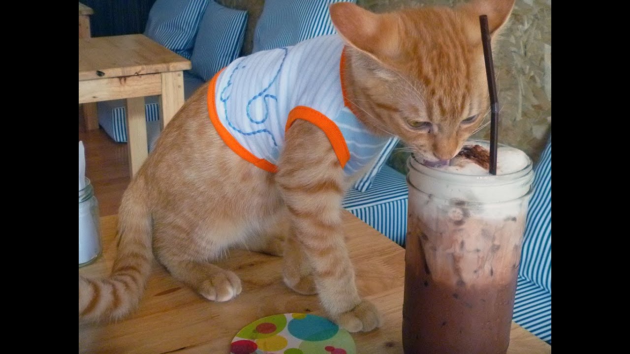  Catmosphere Cat Cafe  in Chiang Mai YouTube