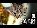GATTI AL PODERE: UN MESE DOPO