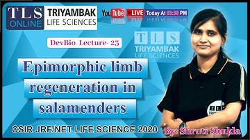 𝐄𝐩𝐢𝐦𝐨𝐫𝐩𝐡𝐢𝐜 𝐥𝐢𝐦𝐛 𝐫𝐞𝐠𝐞𝐧𝐞𝐫𝐚𝐭𝐢𝐨𝐧 𝐢𝐧 𝐬𝐚𝐥𝐚𝐦𝐚𝐧𝐝𝐞𝐫𝐬