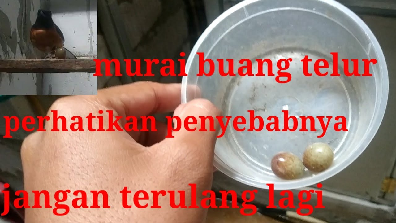 PENYEBAB MURAI BUANG TELUR, PERHATIKAN AGAR TAU