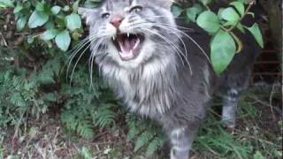 Titus the talking Maine coon cat and his favourite bush