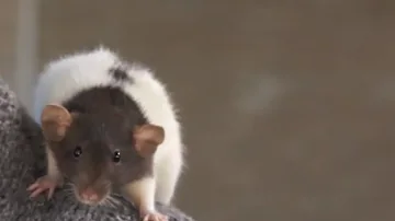 ¿Las ratas necesitan comer todos los días?