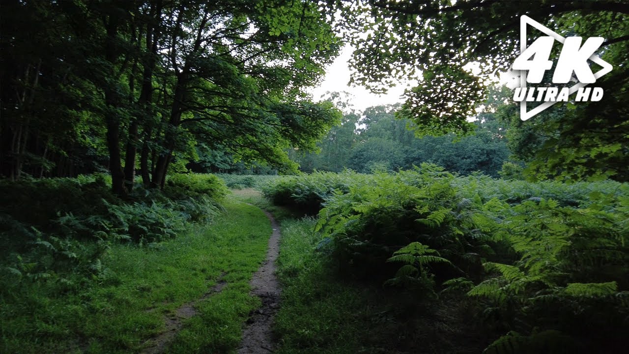 Walking through the woods on a summer evening (Nature Strolls)