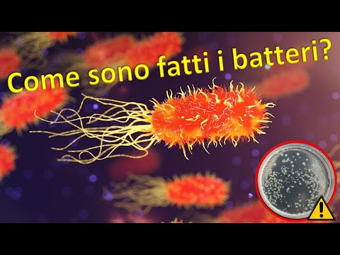 Video: Differenza Tra Spirilla E Spirochete