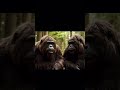 #bigfoot #bigfootadventures #funny #funnyjokes #funnystories #comedy