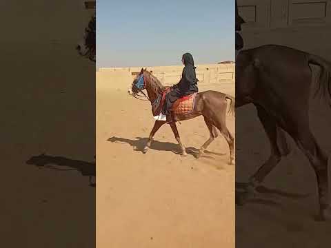 إن نابو ودجا سخرو