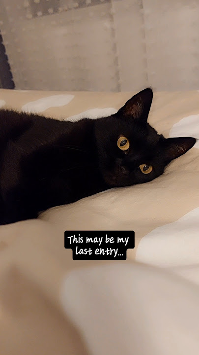 Dear diary...😤 #funnyvideos #funnycats #memes #diary #funny #shorts #blackcats #joke #comedy
