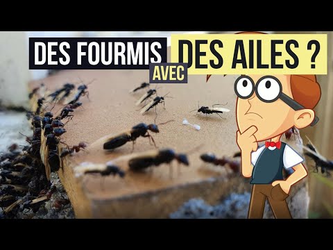 Vidéo: A quoi ressemblent les termites avec des ailes ?