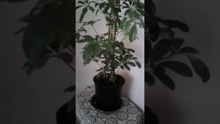 Vazgec gonul (Ece mumay)