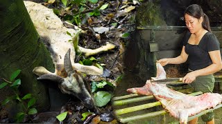 Full-video: 6 Days Solo Bushcraft - Unpleasant challenge in the rainforest
