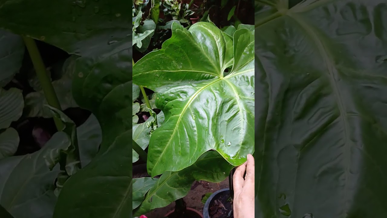 Anthurium Macrolobium - Batman - YouTube