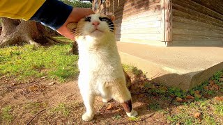 会ったらすぐに腰トントンを要求する三毛猫