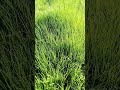 Красивый зеленый луг у реки Beautiful green meadow by the river 川沿いの美しい緑の草原 강가의 아름다운 푸른 초원 河边美丽的绿色草地