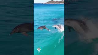 Nature #ocean #shores #peace  #status #shorts #new #viral #video #nature #trending #dolphin #wave