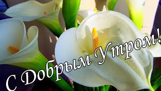 С ДОБРЫМ УТРОМ 1 Июня! 🌼Желаю Самого Доброго Солнечного Утра!🌼  Шикарная Музыкальная открытка 🌼