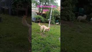 Playing in the rain.  #rain #springday #puppylife