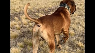 Young Boerboel Looks like he is starting to Fill out