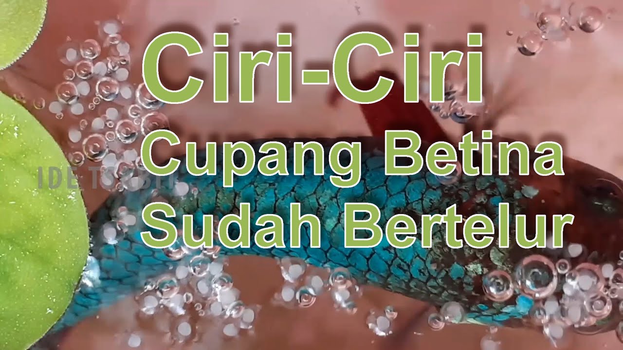 Ciri-Ciri Ikan Cupang Betina (Betta) Sudah Bertelur Saat Dikawinkan [040]