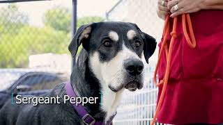 Meet Sergeant Pepper by SPCA of Texas 66 views 7 months ago 51 seconds