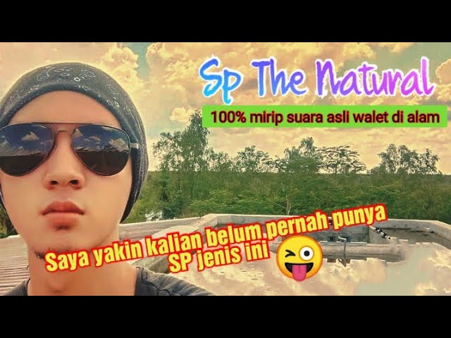 Sp The Natural | Sangat mirip suara walet asli di alam class=