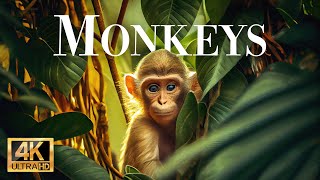 Monkeys 4K  Wonderful wildlife movie with soothing music