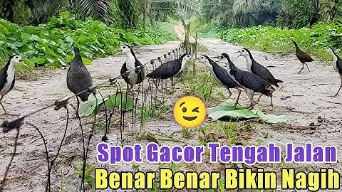 Spot Gacor Tengah jalan ||Bener Bener bikin Nagih Mikat Ruak Ruak Di Lokasi Seperti Ini ||Bird Trap