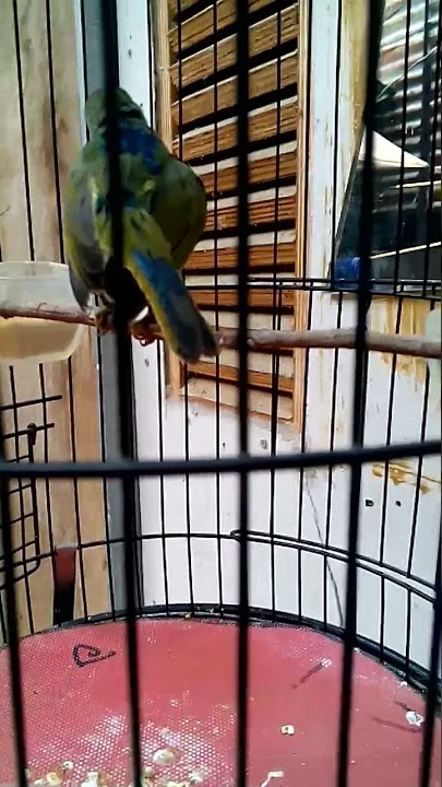 Masteran pleci  kolibri wayang trotol wajib  punya