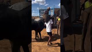 Animal fails compilation 1