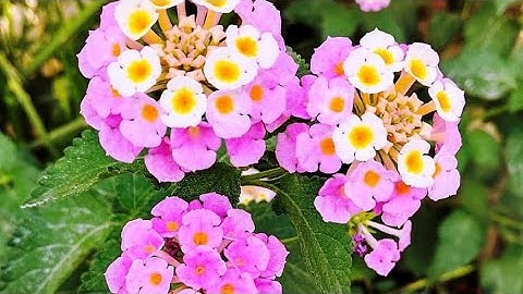 سورة غافر من (٥٠ إلى ٥٨) بصوت أيمن السويد 🌼🍃🌼