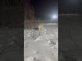 Полярный волк скачет по сугробам 🐺❄️