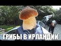 ИРЛАНДСКИЕ ГРИБЫ