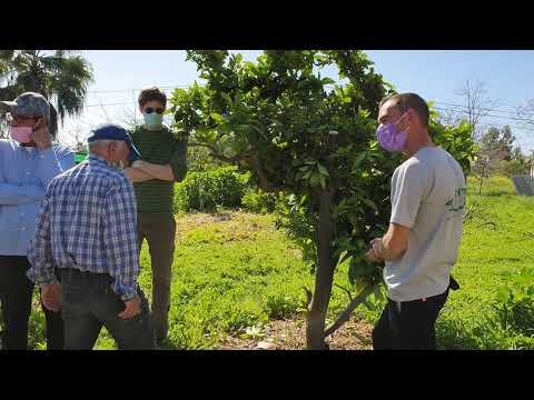 גיזום עץ רימון - סדנת גיזום תמנה שוער ביער בכפר