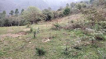 Mus ua si cuab qaib qus nawb